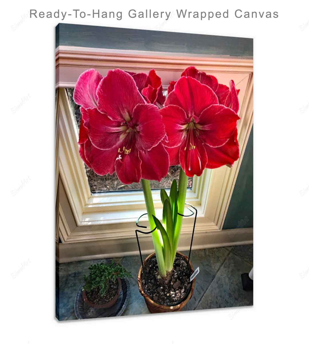 Red & White Amaryllis In Full Bloom Fine Art Print On Archival Paper or Canvas