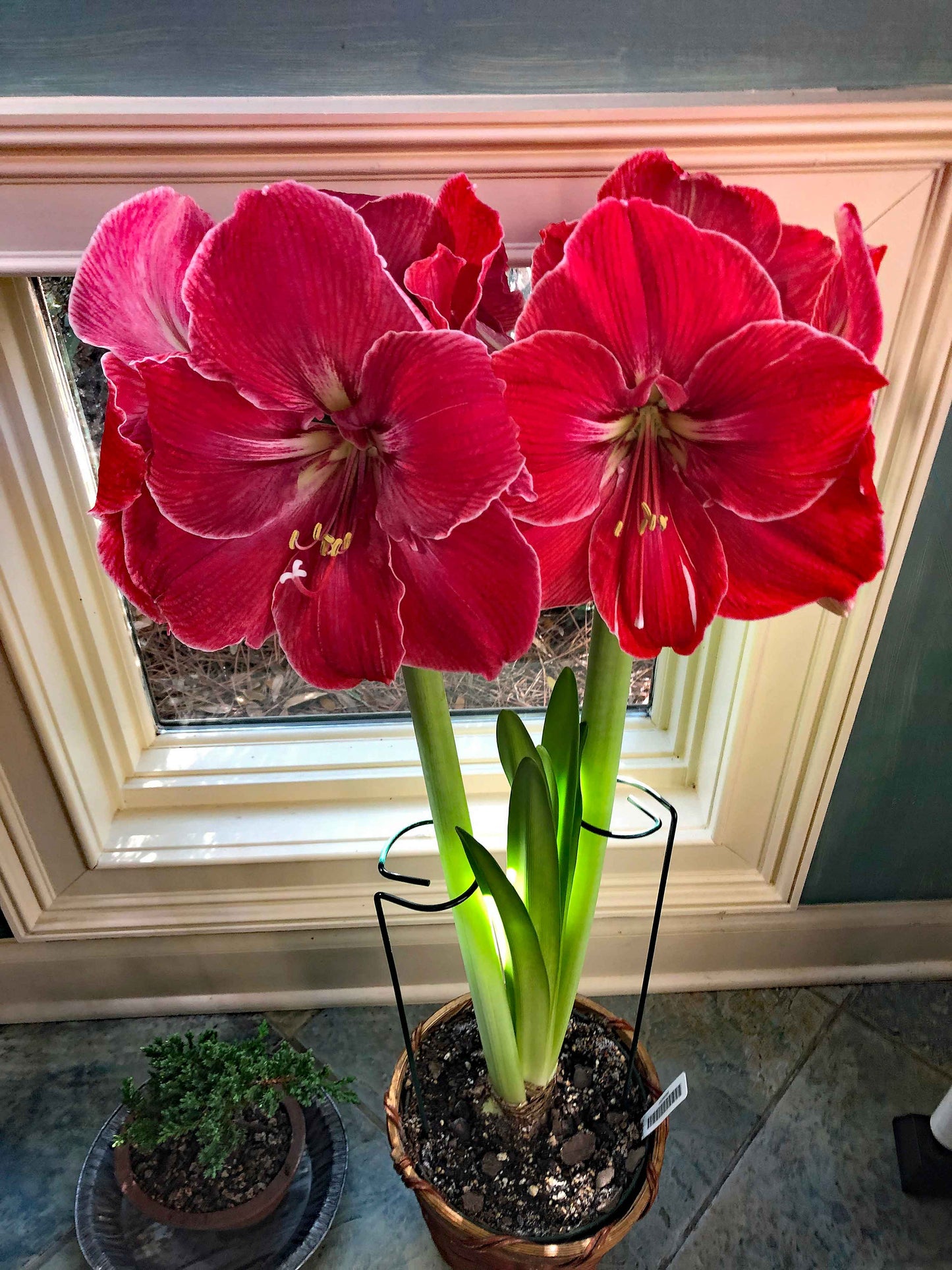 Red & White Amaryllis In Full Bloom Fine Art Print On Archival Paper or Canvas