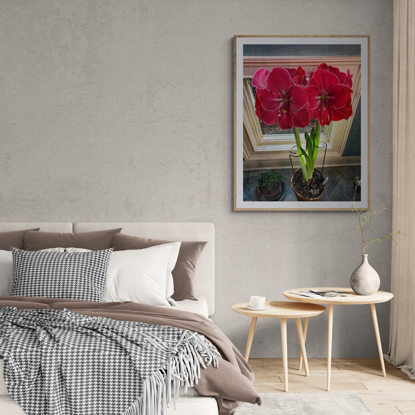 Red & White Amaryllis In Full Bloom Fine Art Print On Archival Paper or Canvas