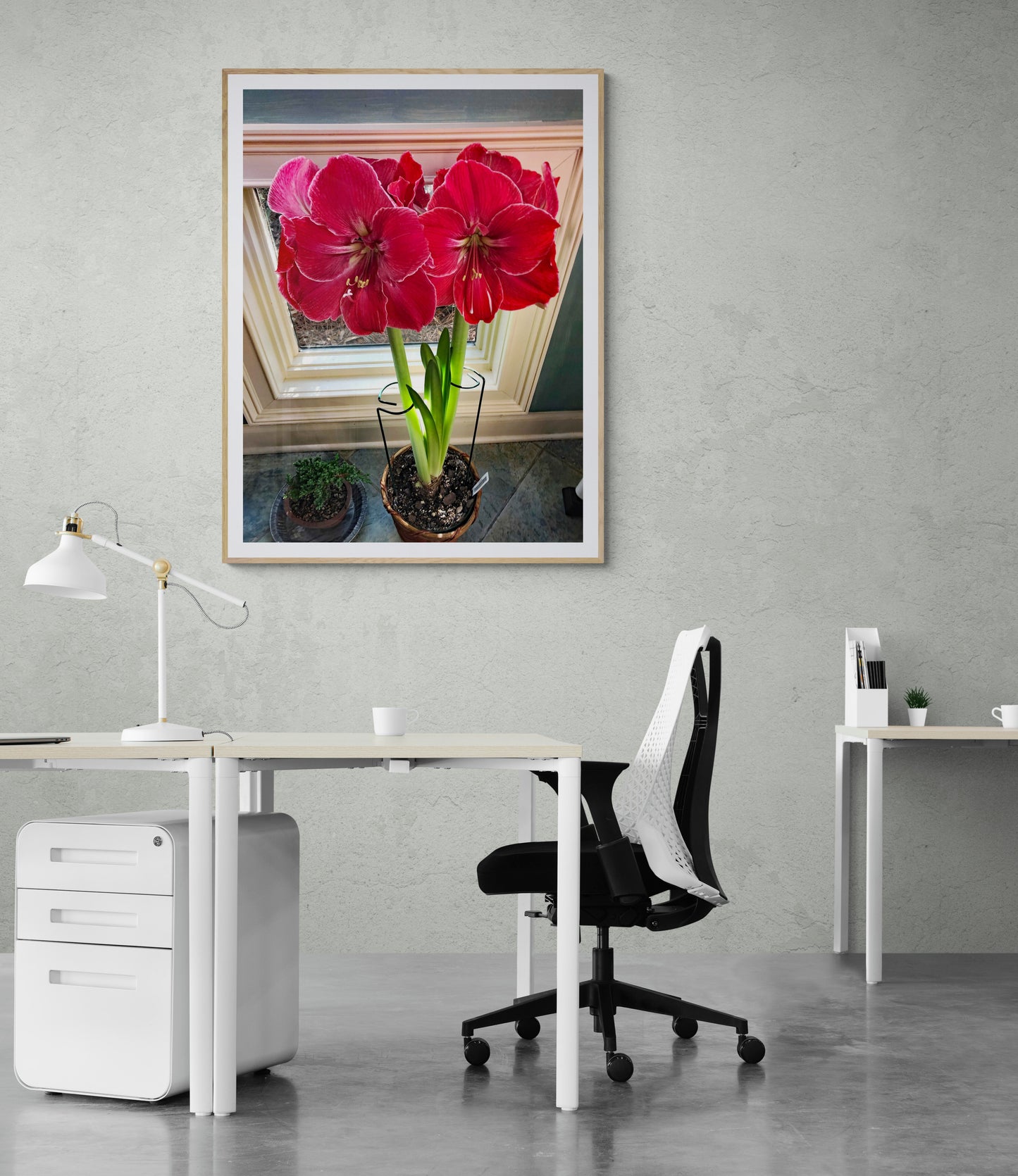 Red & White Amaryllis In Full Bloom Fine Art Print On Archival Paper or Canvas