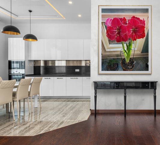 Red & White Amaryllis In Full Bloom Fine Art Print On Archival Paper or Canvas